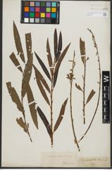 Foto von Salix purpurea L. x Salix viminalis L.
